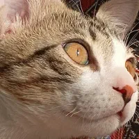 گربه dsh|گربه|پردیس, فاز ۲|دیوار