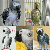 خ‌ری‌دار  و فروش انواع کاسکو کاکادو در محل