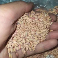گندم بوجاری شده هشت رود 2 مال بیجار قیمت 90هزار