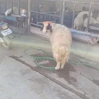 قوچ جوان|حیوانات مزرعه|ایلام, |دیوار