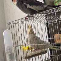 عروس نروماده دستی|پرنده|گرمی, |دیوار