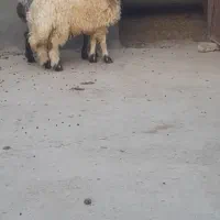 دوراس بره نر وبززاییده