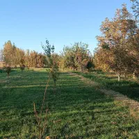 باغچه در طلاتپه