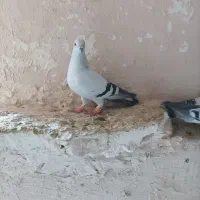 کفترشامی کاکل