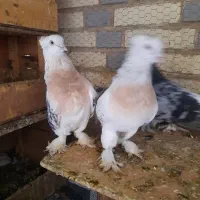 یه جفت جوجه ازنژادهمین مولددارم ترکی