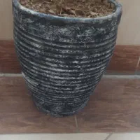 همه نو هستن