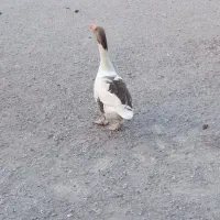 غاز بوقلمون ماده