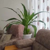 گل اشک ملکه بزرگ