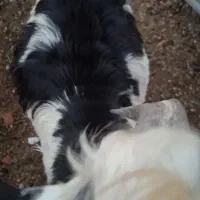 چوش های خوب چاق هردونر|حیوانات مزرعه|گنبد کاووس, |دیوار