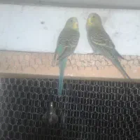 مرغ عشق عروس فنج