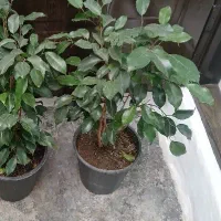 گل اپارتمانی