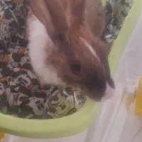 خرگوش