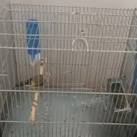 سهره|پرنده|ری, سیزده آبان|دیوار