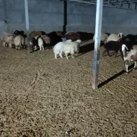 گوشت وگوسفند زنده بز و بره میش چاق|حیوانات مزرعه|پلدختر, |دیوار