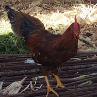 فروش 4 خروس و 15 مرغ تخم گذار|حیوانات مزرعه|شیراز, جمال آباد|دیوار