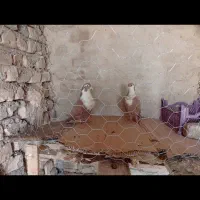 ریش گلاب|پرنده|خاش, |دیوار