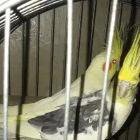 عروس هلندی نر و ماده مولد