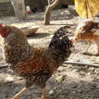 تخم نطفه دار مرغ گلین و لاری تضمینی|حیوانات مزرعه|لواسان, |دیوار