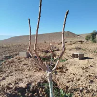 پیوند هرس درخت پسته با ضمانت کتبی وقیمت مناسب