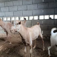 بز آغوس و کهره نر و ماده|حیوانات مزرعه|بندرعباس, |دیوار