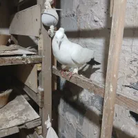 کبوتر دم سیاه|پرنده|املش, |دیوار