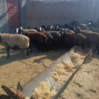 گوسفند آبستن سنگین|حیوانات مزرعه|بشاریات, |دیوار