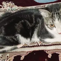 واگذاری گربه رایگان