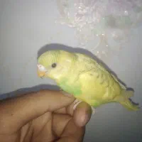 پرنده مرغ عشق|پرنده|گلبهار, شهر جدید گلبهار|دیوار