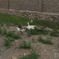 هفت عدد غاز