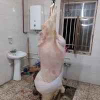 قصابی گوسفند مرغ