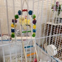 کوتوله برزیلی|پرنده|بندر انزلی, تهران|دیوار