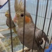 عروس هلندی