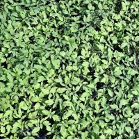 تولیدی خاک نشا و نشا گوجه