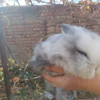 خرگوش|موش و خرگوش|کرمان, |دیوار