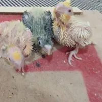 جوجه عروس هلندی