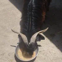 محصوص قربانی ومالداری