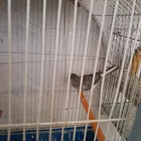 قناری نر طوسی اماده|پرنده|تبریز, |دیوار