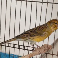 قناری نر سرخ سوخته رنگ طبیعی