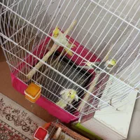 عروس هلندی لوتینوفکر کنم همشون نر|پرنده|اردبیل, |دیوار