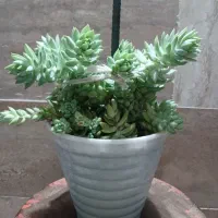 تعدادی گل آپارتمانی