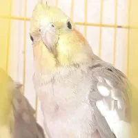 جوجه‌عروس‌هلندی