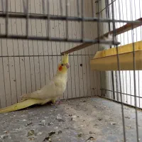 دو عدد عروس هلندی