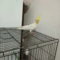 عروس هلندی سخنگو|پرنده|چهاربرج, |دیوار