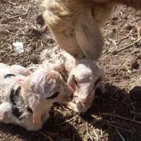 تعدادی گوسفند در محدوده حسن آباد اقلید دزدیده شده