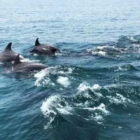 سفر گروهی قشم قطاری