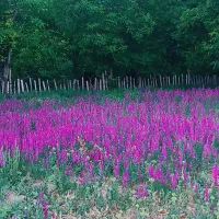 فروش باغ|فروش دفتر صنعتی، کشاورزی، تجاری|بوئین زهرا, |دیوار