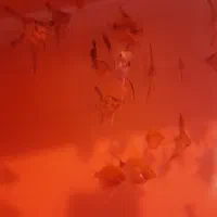 ماهی انجل|ماهی|نظرآباد, مسکن مهر نظرآباد|دیوار