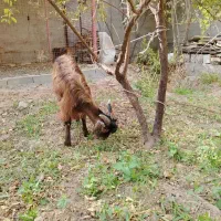 کره|حیوانات مزرعه|مهریز, |دیوار