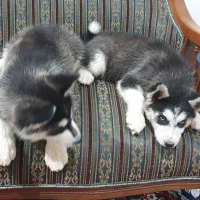 سگ هاسکی ۷ ماهه|سگ|مشهد, میان ولایت|دیوار