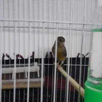 قناری|پرنده|گناباد, |دیوار